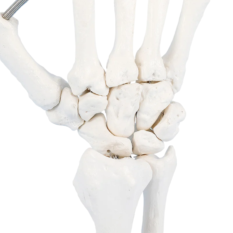 1:1 Size Human Hand Joint Model Hand Skeleton Bone  Wrist Vola Palms Skeleton Model Medical Science Teaching Supplies