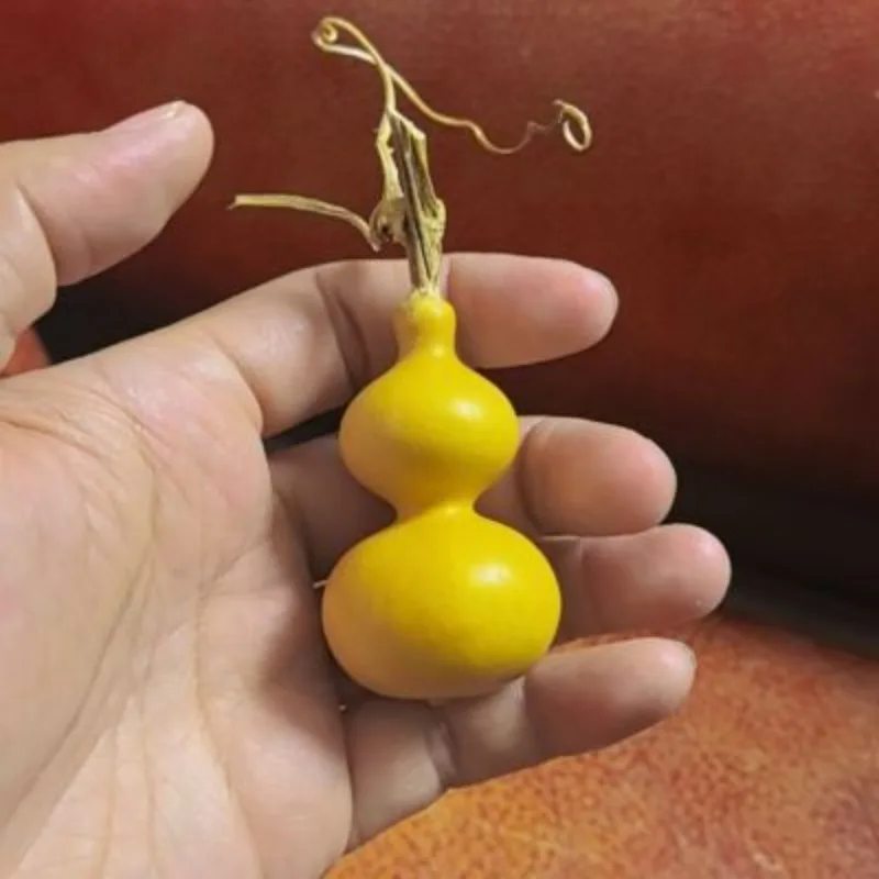 Boutique Acht Schätze Kürbis