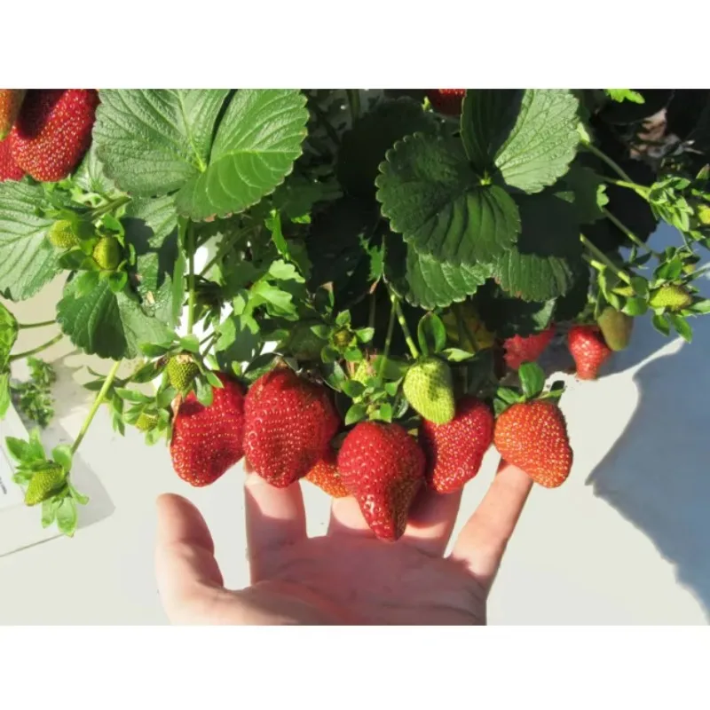 New Agricultural Greenhouse Indoor Aeroponic Hydroponic System Tower Garden Hydroponic Growing System Vertical