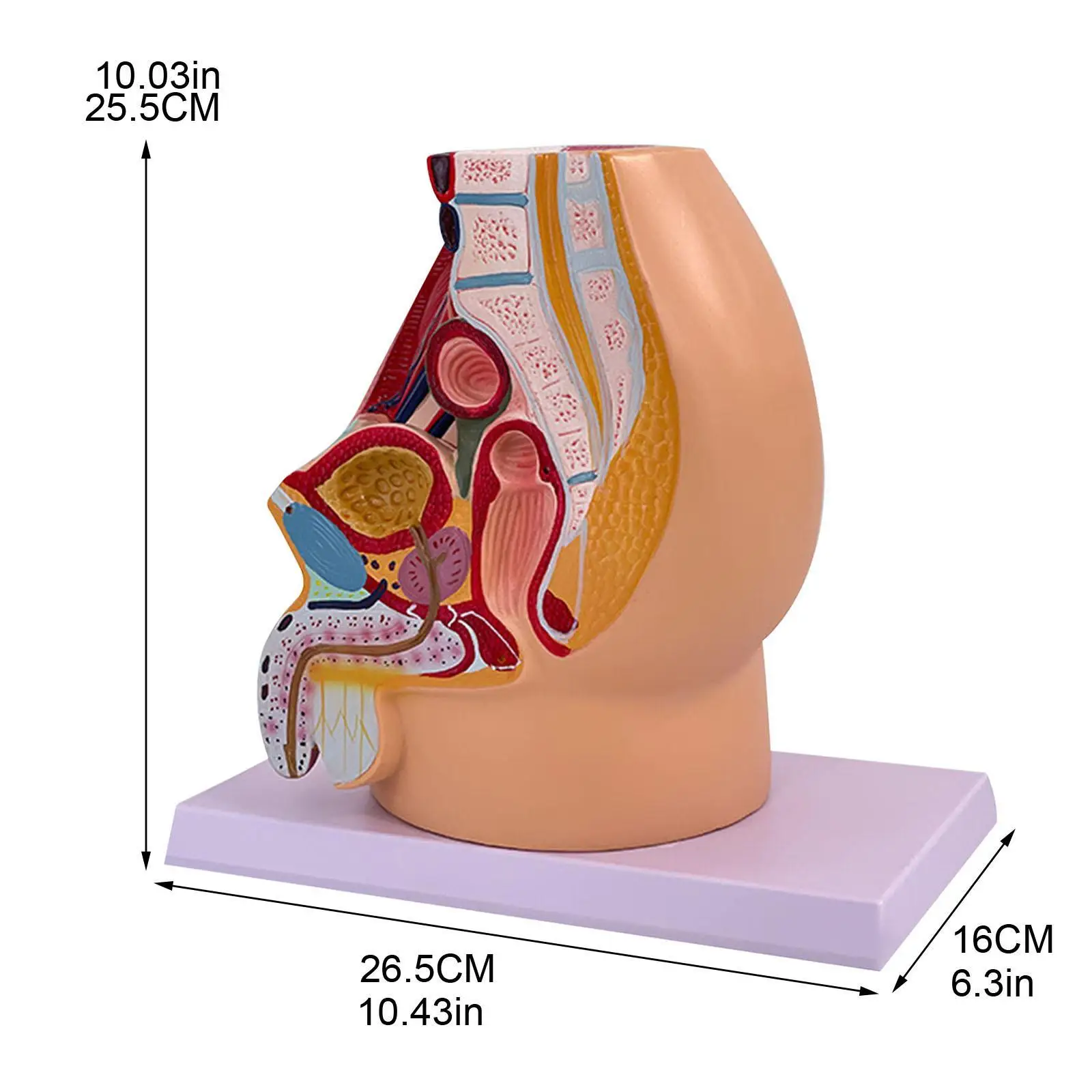 Pelvis Reproductive Anatomy Model Detailed Teaching Aid Lightweight Practical Classroom Training School Human Pelvis Organ Model