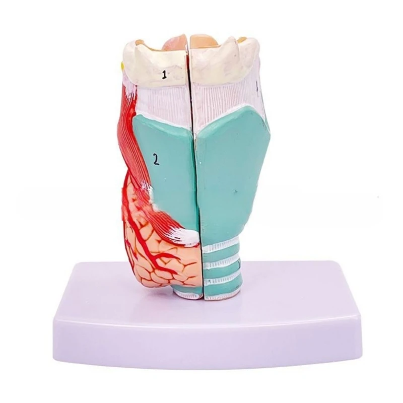 Human Larynx Anatomy Model, Life Size Anatomical Larynx Model Detachable