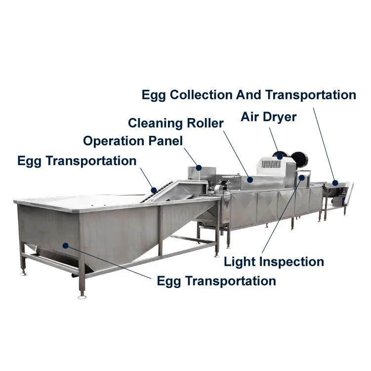 ماكينة غسل وتجفيف البيض الجديدة ذات الصفوف الواحدة/المزدوجة/الثلاثية ماكينة تنظيف قشرة البيض والبط والدجاج وغسالة البيض