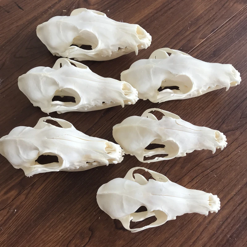 1pcs-6pcs Vulpes vulpes Red Fox, Silver Fox, Cross Fox Skull taxidermy real bone skeleton Christmas decoration gift