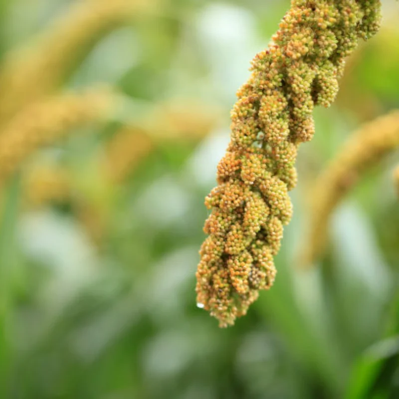 

4pcs 57mm 1.0" Metal Beadlock Wheel Tire Set For 1/18 1/24 RC Crawler Car TRXS 4M SCX24 AX24 FCX24 Upgrade Parts Accessories