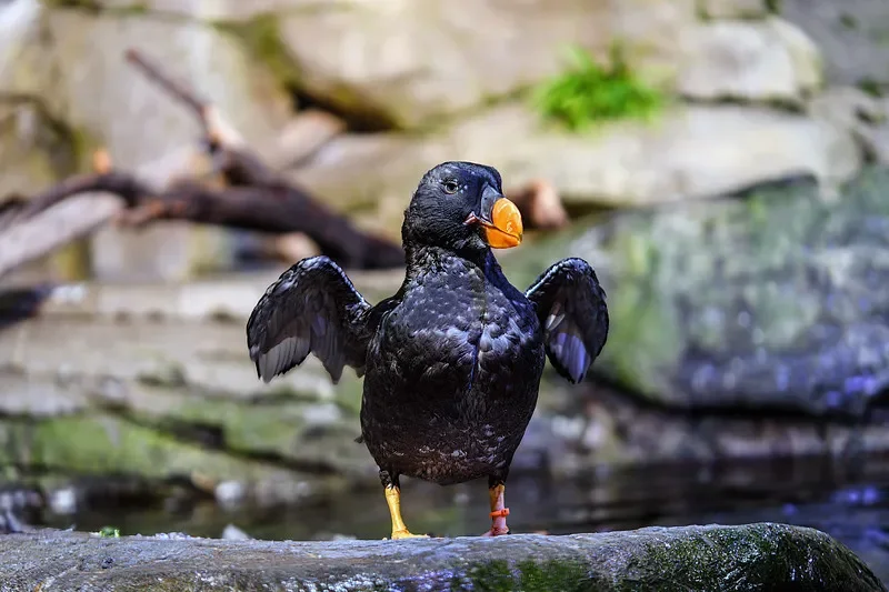 

Модуль GPS-компаса Flywoo GOKU GM10 Mini V3 для FPV DIY