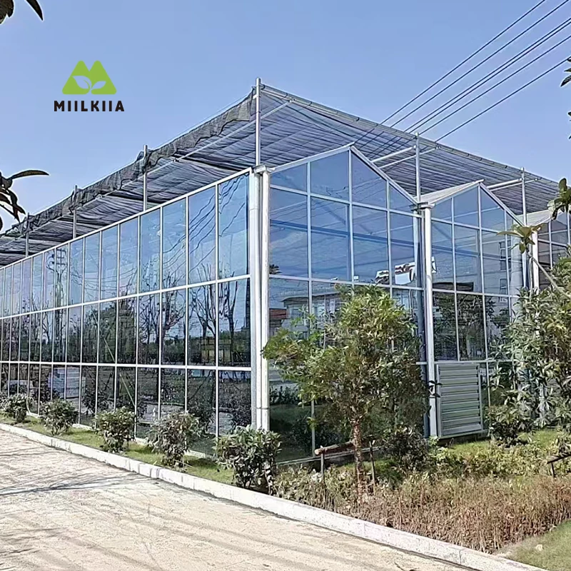 High Light Transmission Glass Greenhouse – Venlo Structure for Commercial Agriculture and Research Use