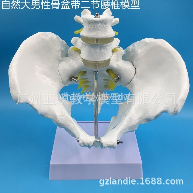 Natural Male Pelvic Model with Two Lumbar Spine Medical Teaching Mold Factory Direct Sales Nationwide Free Shipping