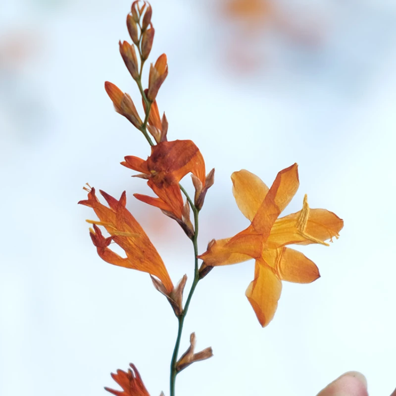 5-10cm/12pcs,natural pressed orchid Flower,dried renanthera branches DIY photo frame bookmark desk lamp phone case decorations