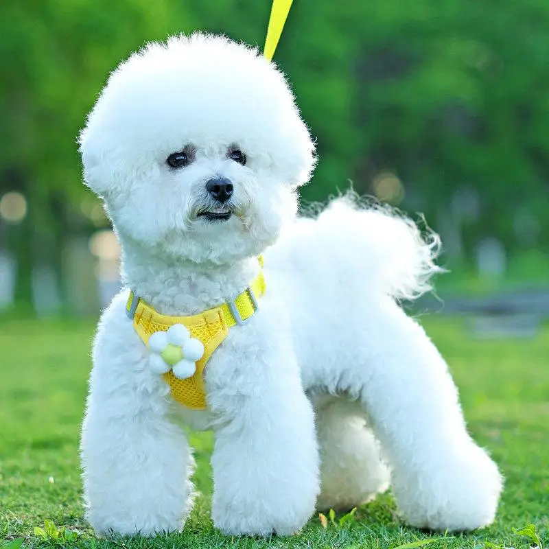 Adjustable Dog Leash Vest Style Breathable Mesh for Small Dogs Teddy Bichon Pomeranian Puppy Chest Wrap Baby Carrier view 4