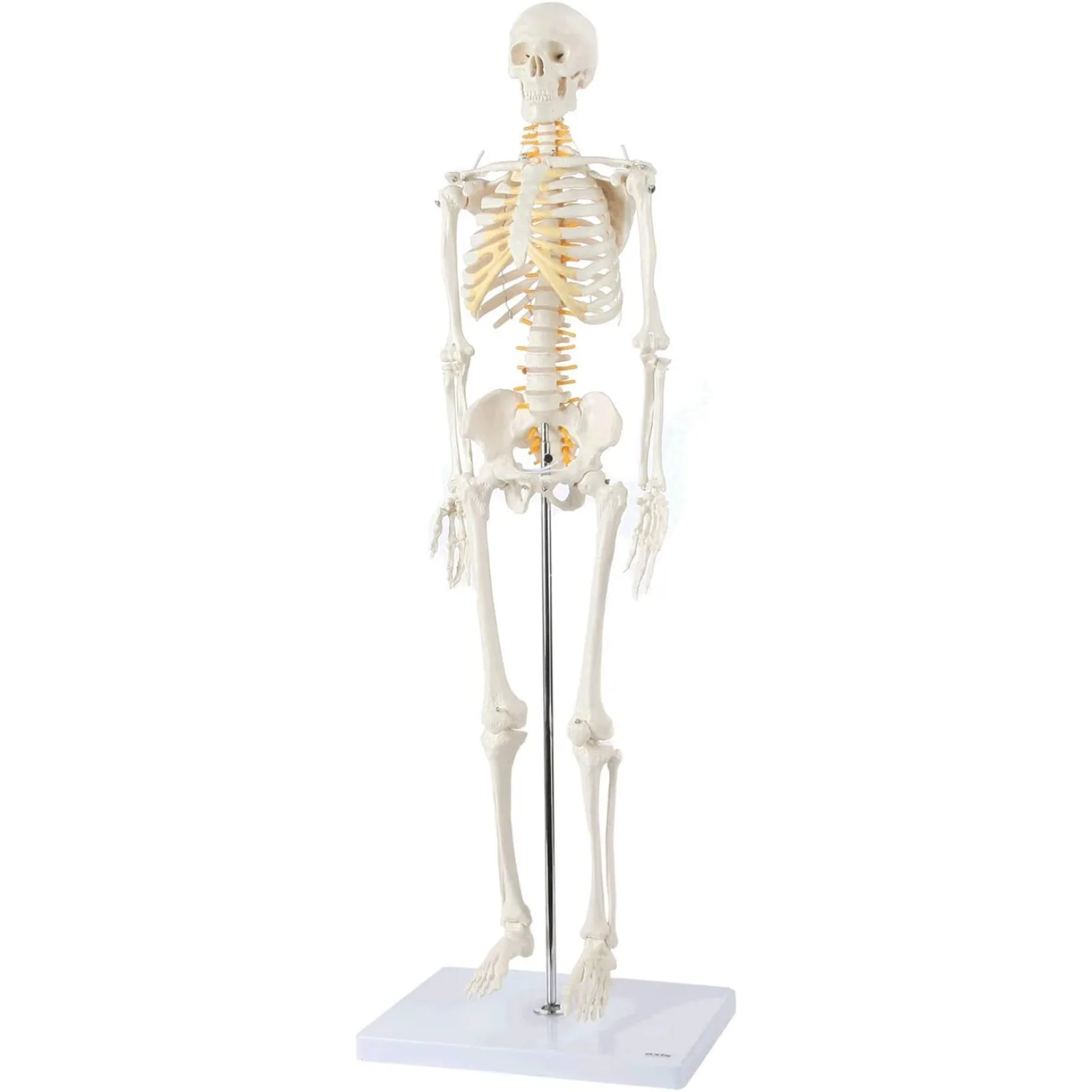 US Axis Scientific Mini Human Skeleton Model with Metal Stand, 31 