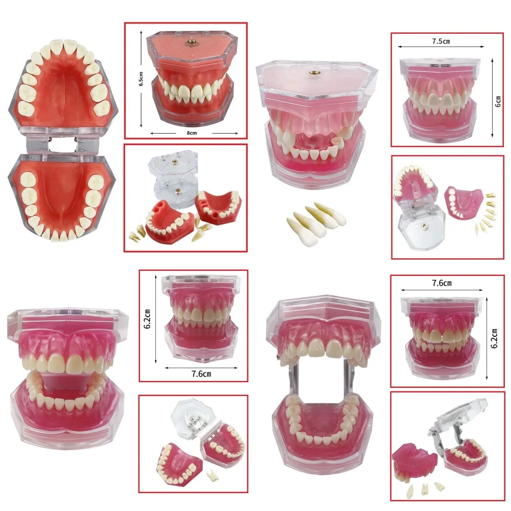 

Soft Gum Dental Teeth Model With Removable Teeth Standard Typodont For Study Teaching Training Demonstration Dentistry Product