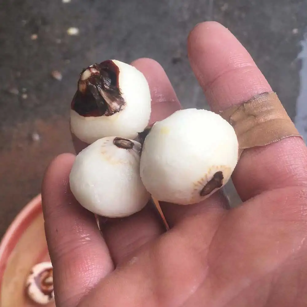 Small Horseshoe Peeler Household Commercial Horseshoe Peeling Machine Stainless Steel Peeling Machine