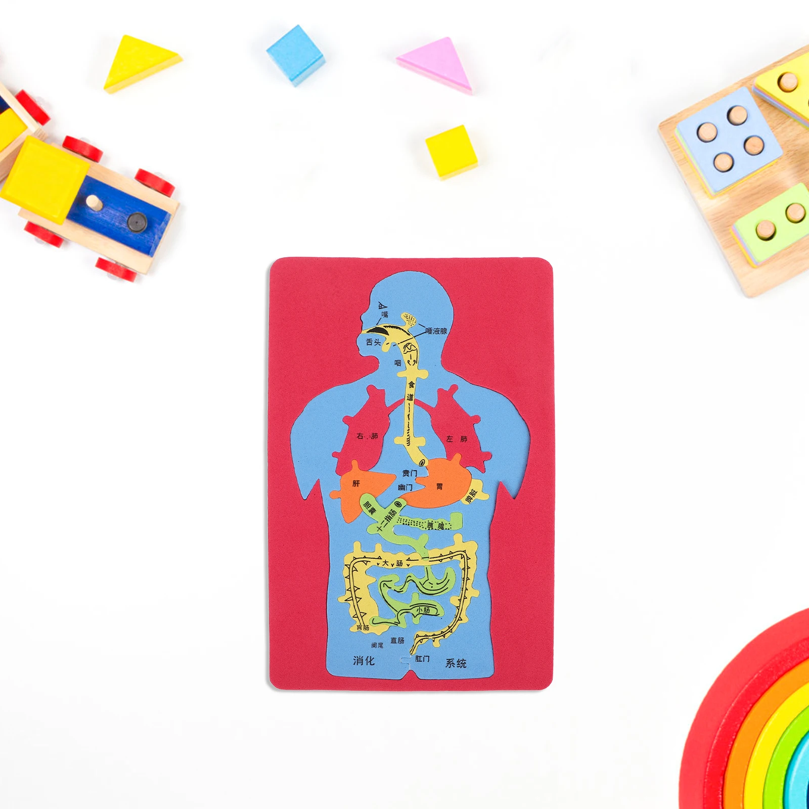 

3pcs Human Organs Digestive System Educational Toy Premium Quality Sturdy Easy Assembly Teaching Aid for Kids