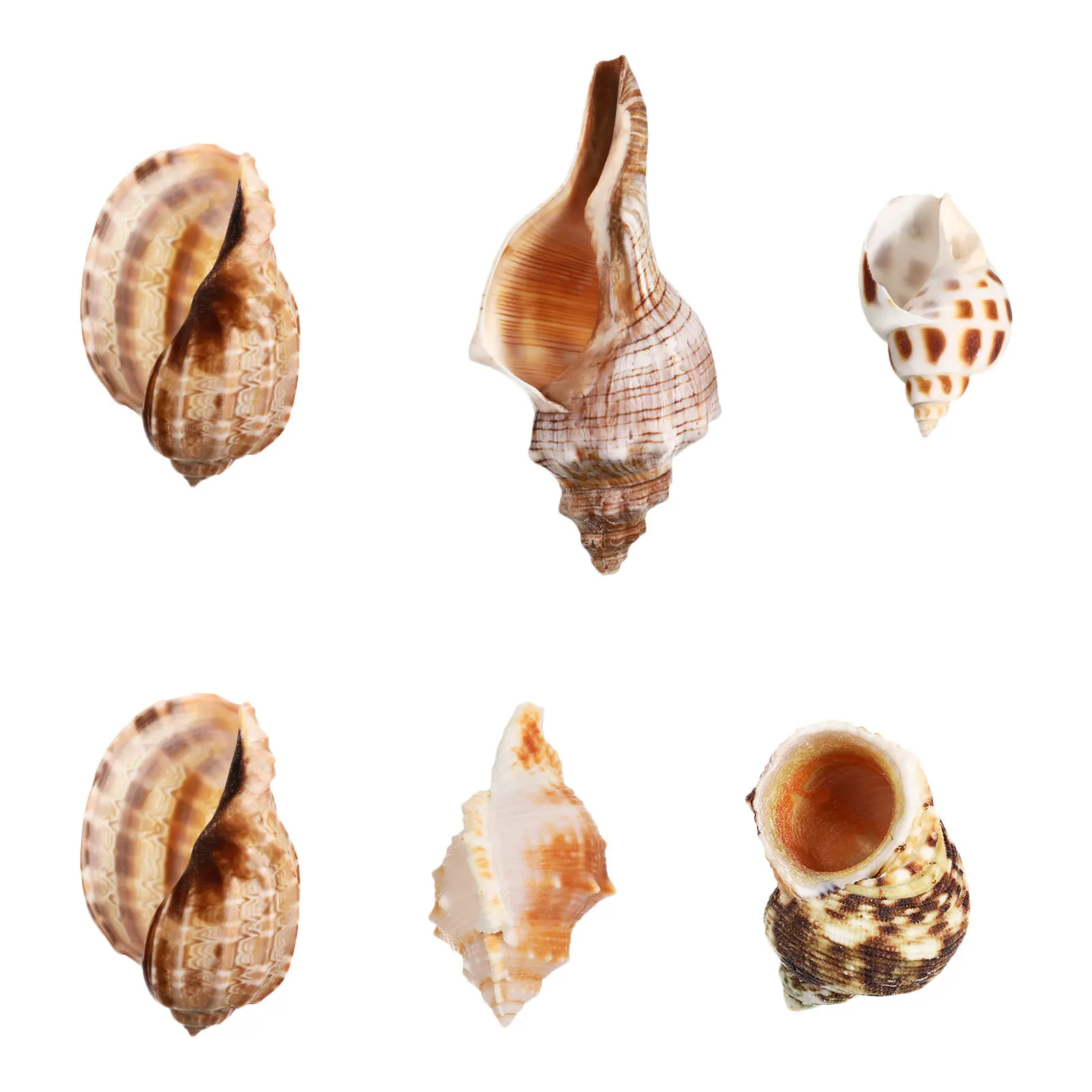 

6Pcs Natural Conch Shells Aquarium Decor Saltwater Crab Habitat Ocean Theme Party Beach Wedding Mediterranean Shell Supplies