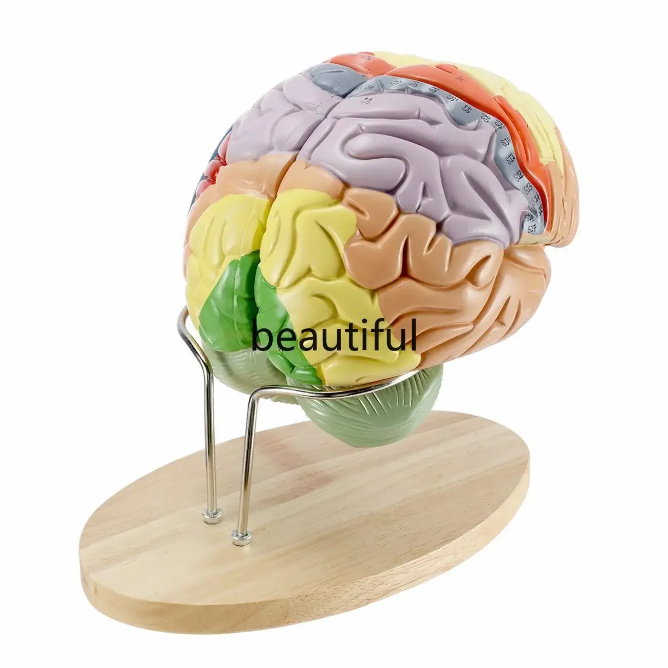 4 parts Human Brain 2 Times Life Size Anatomy  Model Neuroscience Teaching with Labels Model for Learning Science Classroom