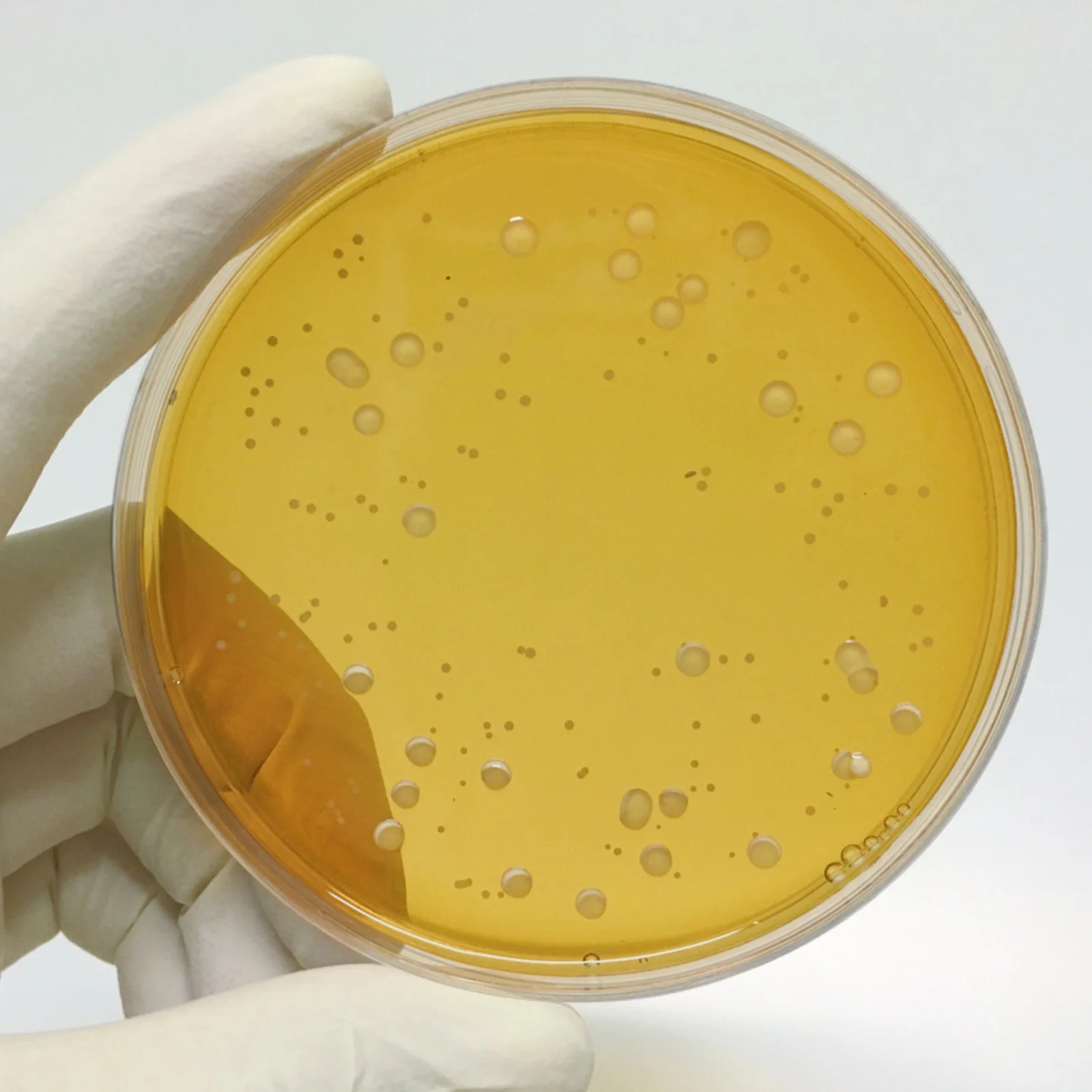 

10Pcs Prepoured Agar Plates Professional Tissue Culture Dishes for Education Science Experiments Microbiology Lab Research