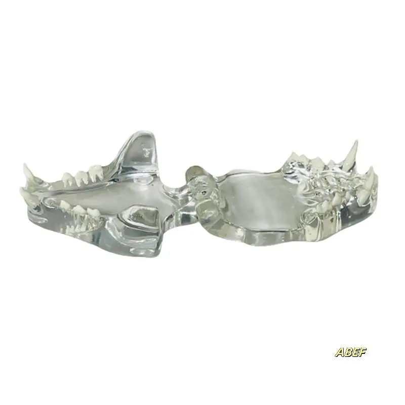 歯の解剖学モデル動物口腔顎獣医オフィス教育ツール