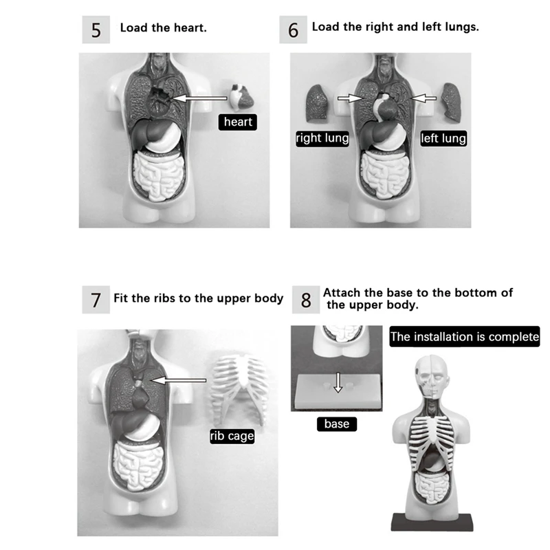 Hot TTKK 2X 3D Rimovibile Anatomico Torso Umano Modello Del Corpo Per Il Giocattolo Educativo Struttura Del Corpo Umano Insegnamento Per Il Bambino Studente Del Capretto