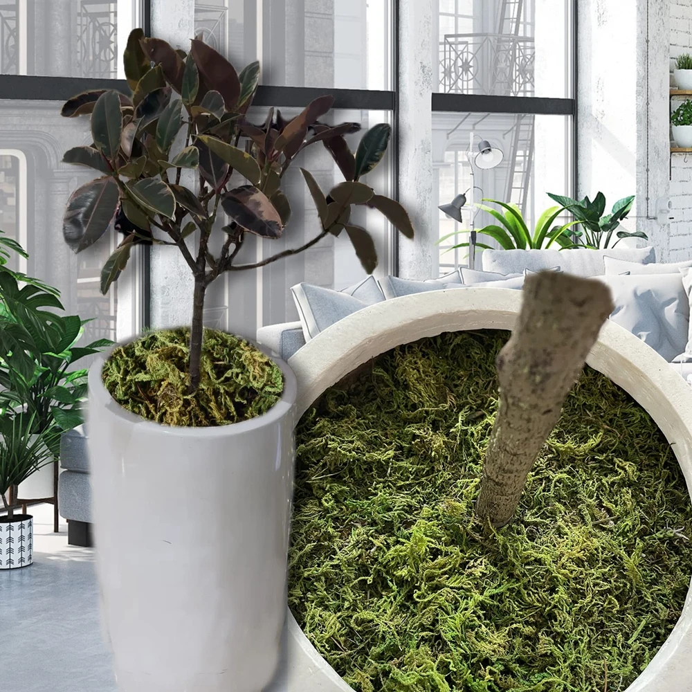 20g/50g Natuurlijk Mos Kunstmo - Sphagnum Moss Dry recensie en prijs