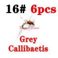 Callibeatis grey
