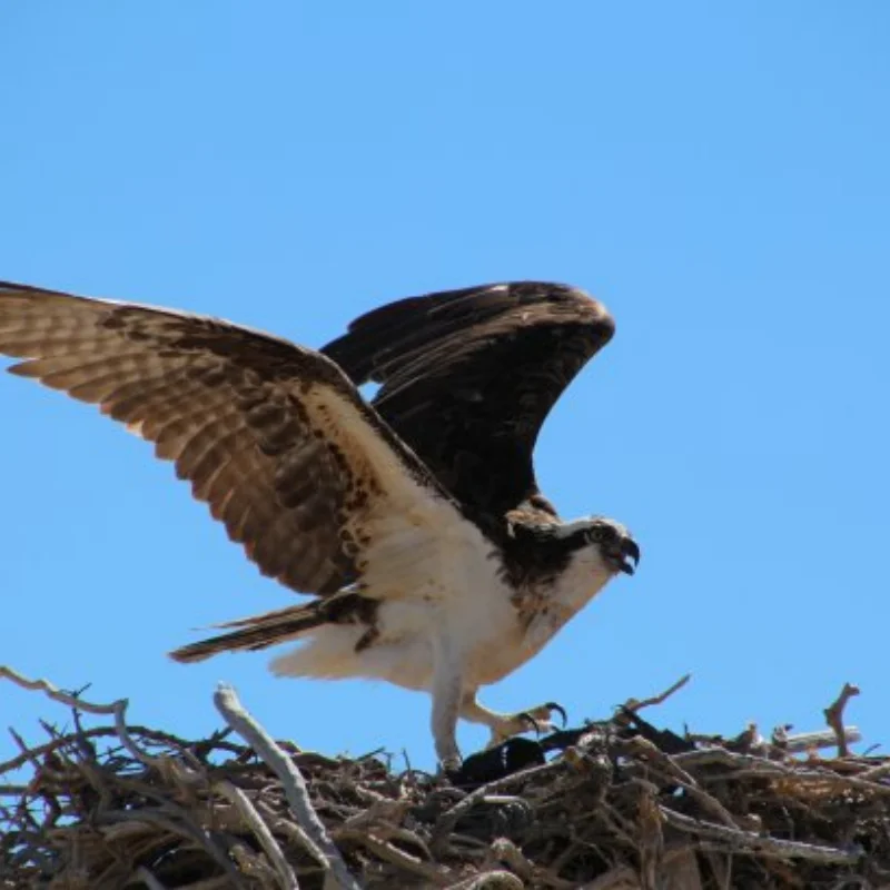 

Передние и задние подвесные кронштейны из углеродного волокна для 1/8 6S Kraton Outsast, металлические детали для обновления, радиоуправляемая модель, гусеничный автомобиль, грузовик, багги