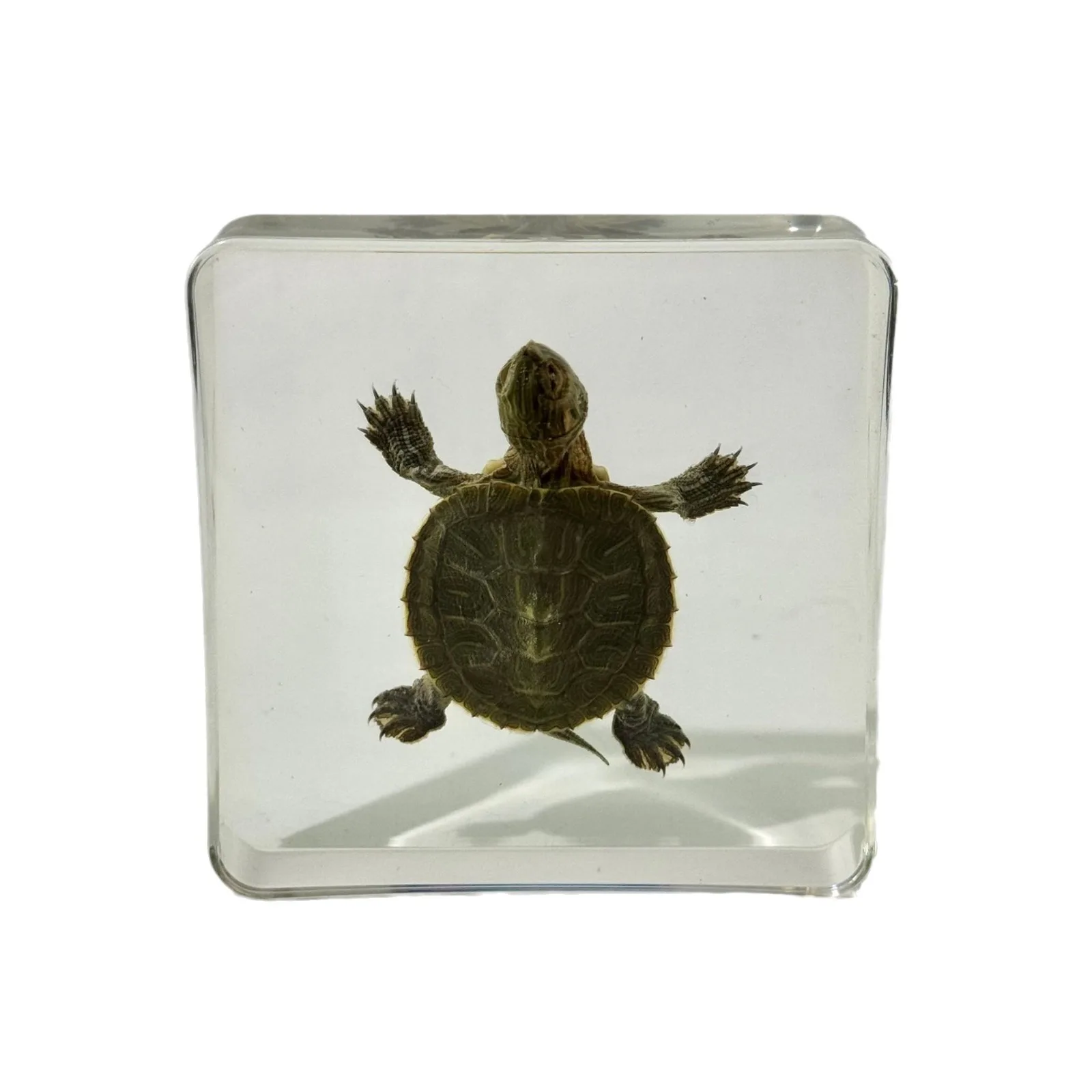 Red-eared slider,Trachemys scripta elegans,Turtle Animal Specimen Ornament: A Unique Addition to Your Home Décor