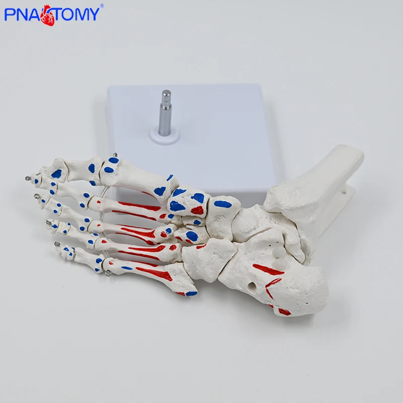 

1:1 Medical Foot Joint Model Foot Ankle Joint Orthopedic Specimen Skeletal Model Simulation