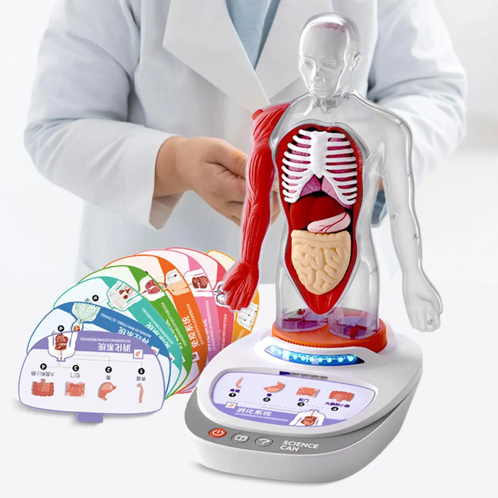 

Human Body Model for Kids Science Learning Toy Removable Organs Teaching Props for Students Child Study Teacher Supplies Kids