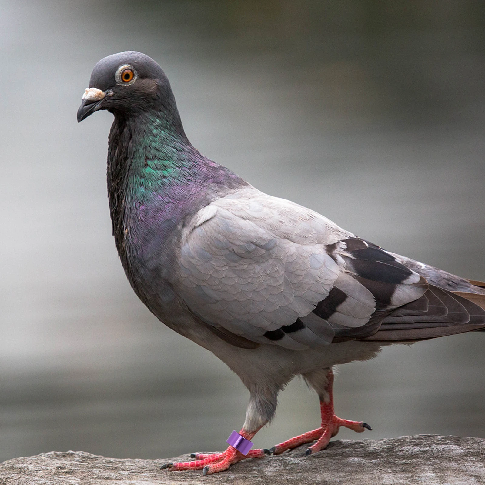 

18 Pcs Color Recognition Ring Aluminum Homing Pigeon Leg Bands Bright Bird Foot Rings Random Colors Identify Marker Tools Pet