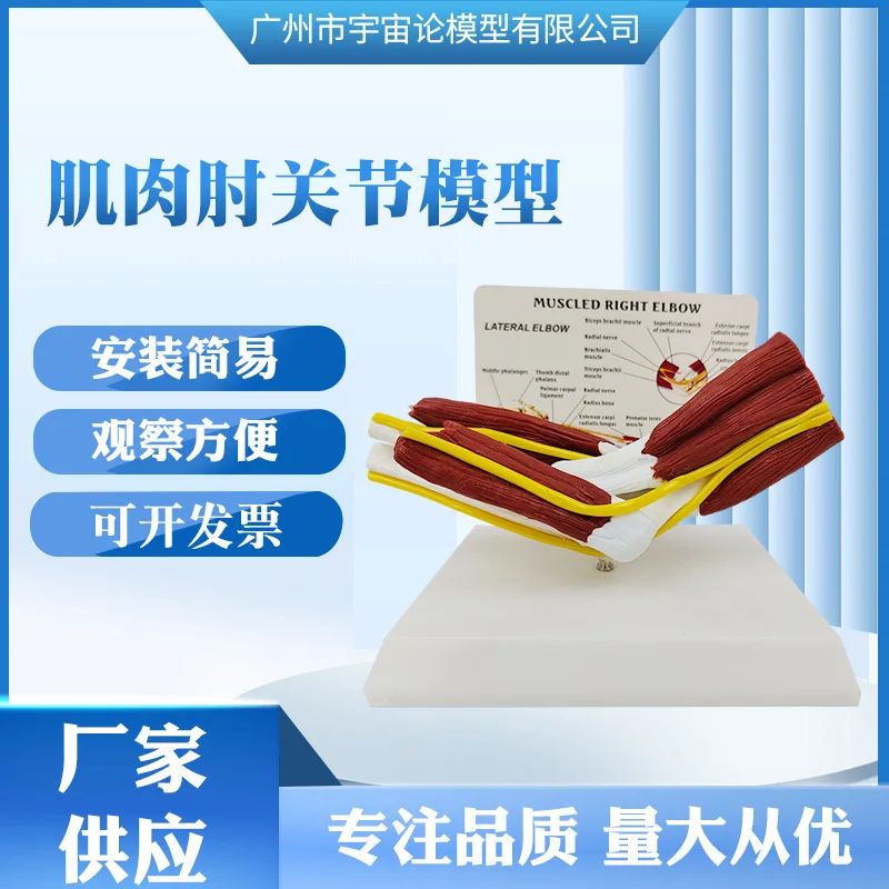 

1:1 в натуральную величину, скелет анатомии человека, мускулистый правый рычаг, локтевой сустав, сосудистая связка, скелет, медицинская обучающая модель