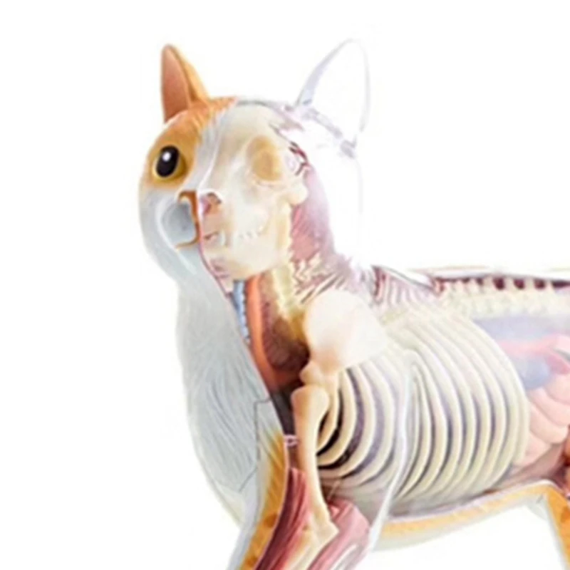 Animal Organ Anatomy Model 4D Cat Intelligence Assembling Toy Teaching Anatomy Model DIY Popular Science Appliances Easy Install