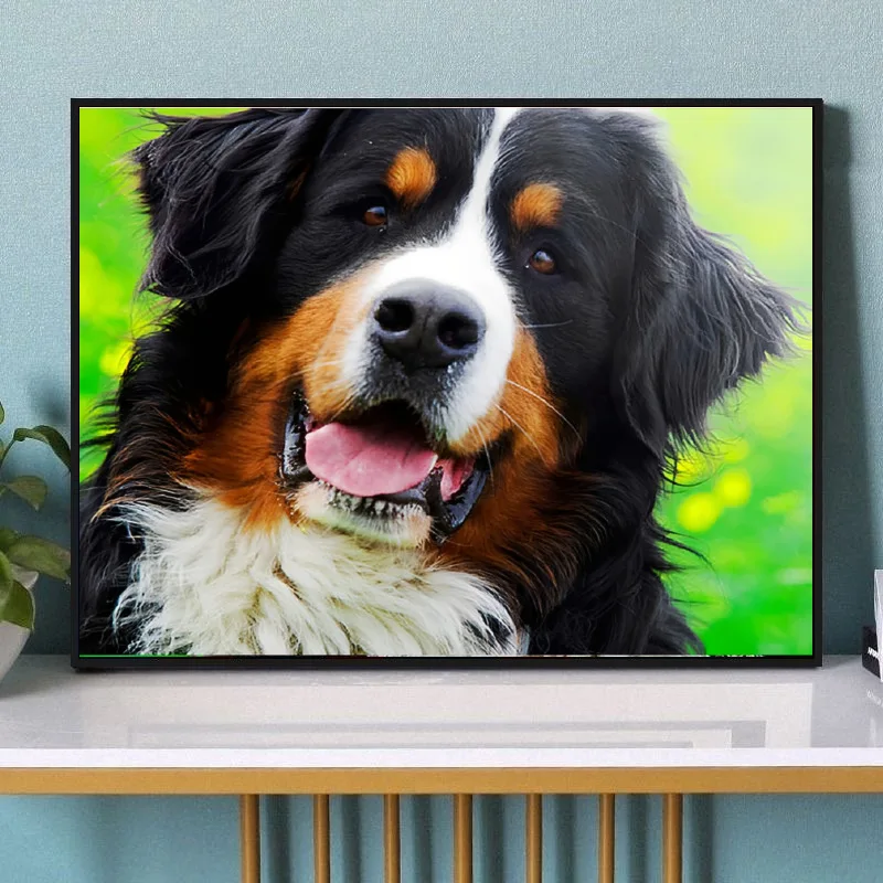 DIY Paint By Numbers Cute Bernese Mountain Dog Digital Oil Paint for Adult and Kid Cool Animal Art Home Decor