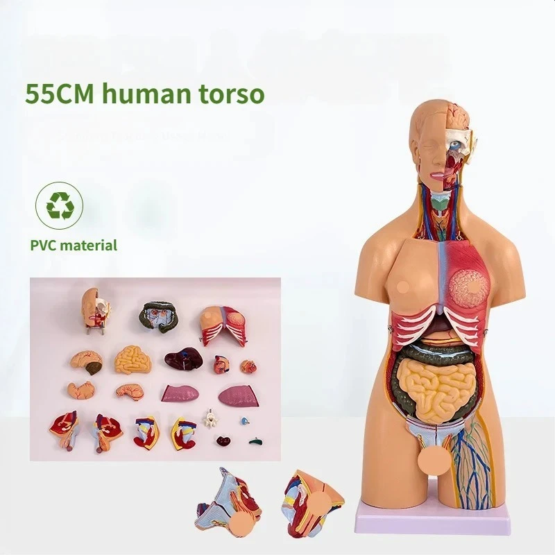 55cm 21pcs Medical Human Torso Model Assembled Anatomy Body Bisexual Anatomical Models Assembly Science Educational Model