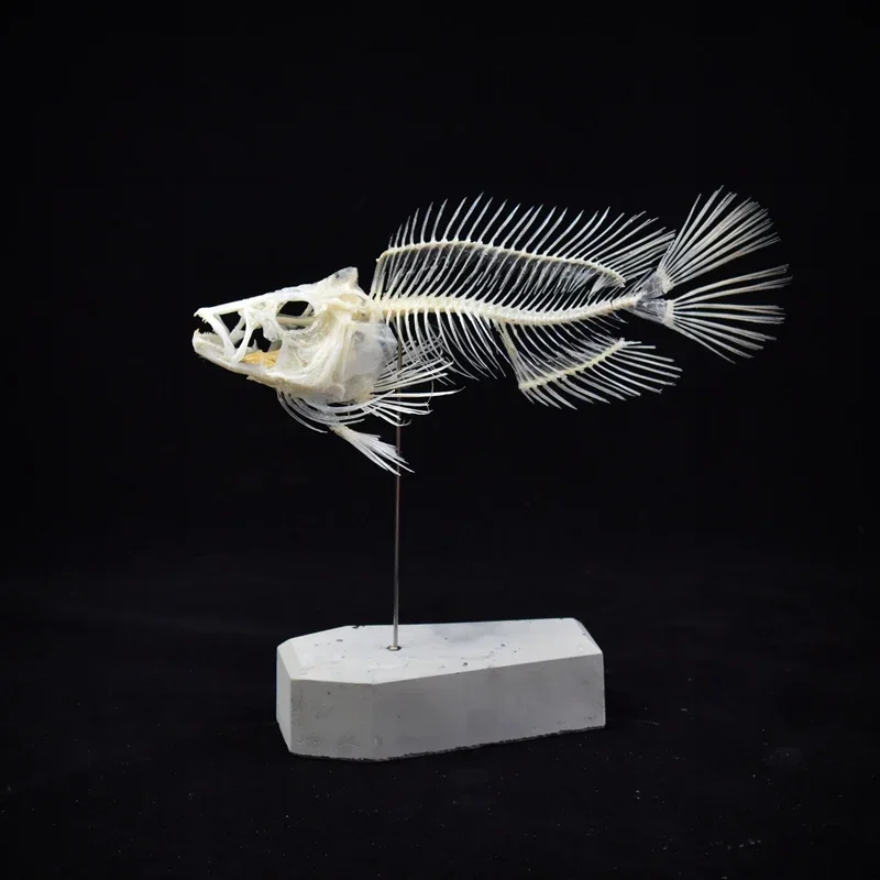 2043 Boutique Grouper Fish Skeleton Model Science Education Display Animal Anatomy Study Material Decoration Art Craft Replica