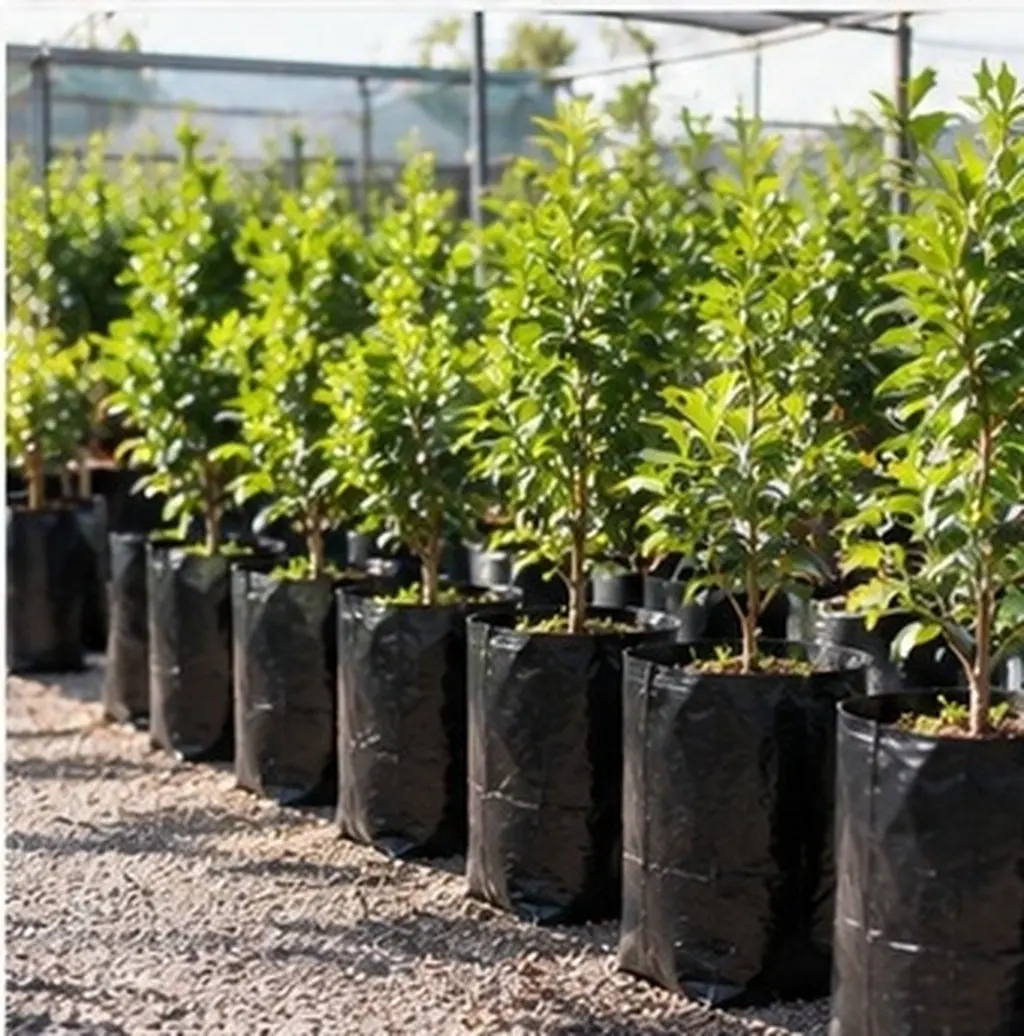 100Pcs Nursery Grow Bags Thickened Pe Black Drainage Hole Transplant Seed Starter Sleeves for Citrus Saplings Bonsai