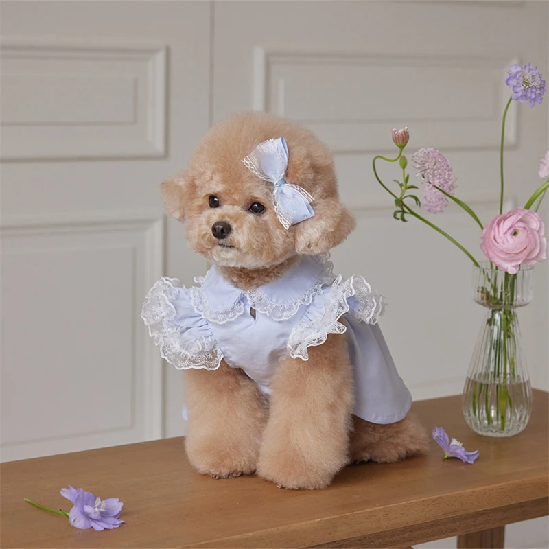 

Платье для собак 2026: синее, с кружевом и оборками, воротник-кукла. Одежда для маленьких собак, щенков, чихуахуа, йорков. Наряды для маленьких собак.