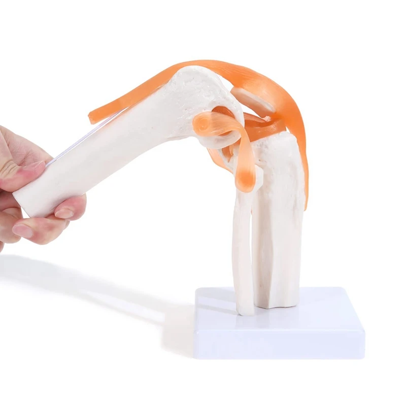 New Anatomical Knee Joint With Ligaments Model, Human 1:1 Life Size, For Science Classroom Study, Display Teaching
