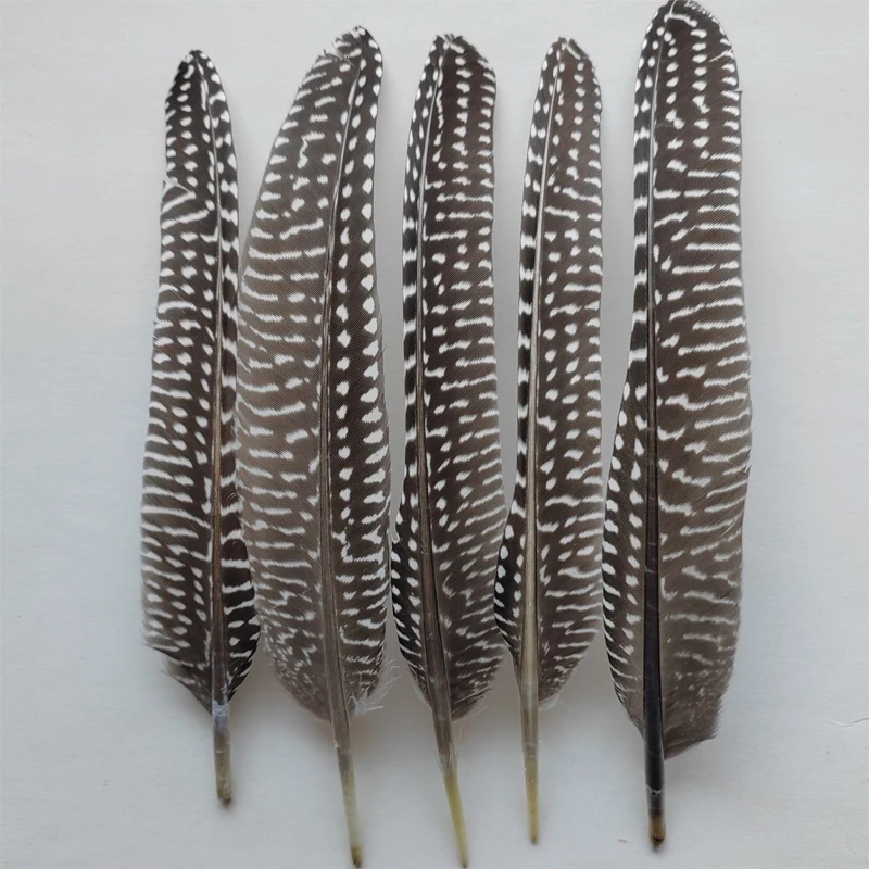 Feathers,Guinea Fow… - image