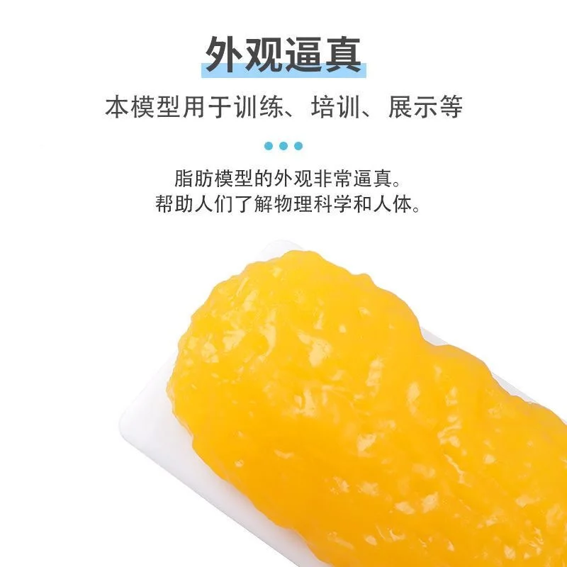 Fat Model Training Display Fitness Health Fat Tissue Simulation Realistic Texture Teaching Aids Silicone gel material