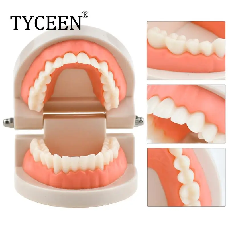 Standard Tooth Model Soft Gums for 28 teeth Dental Model for Teaching kindergarten Brush teeth model Dental Lab Model Decay