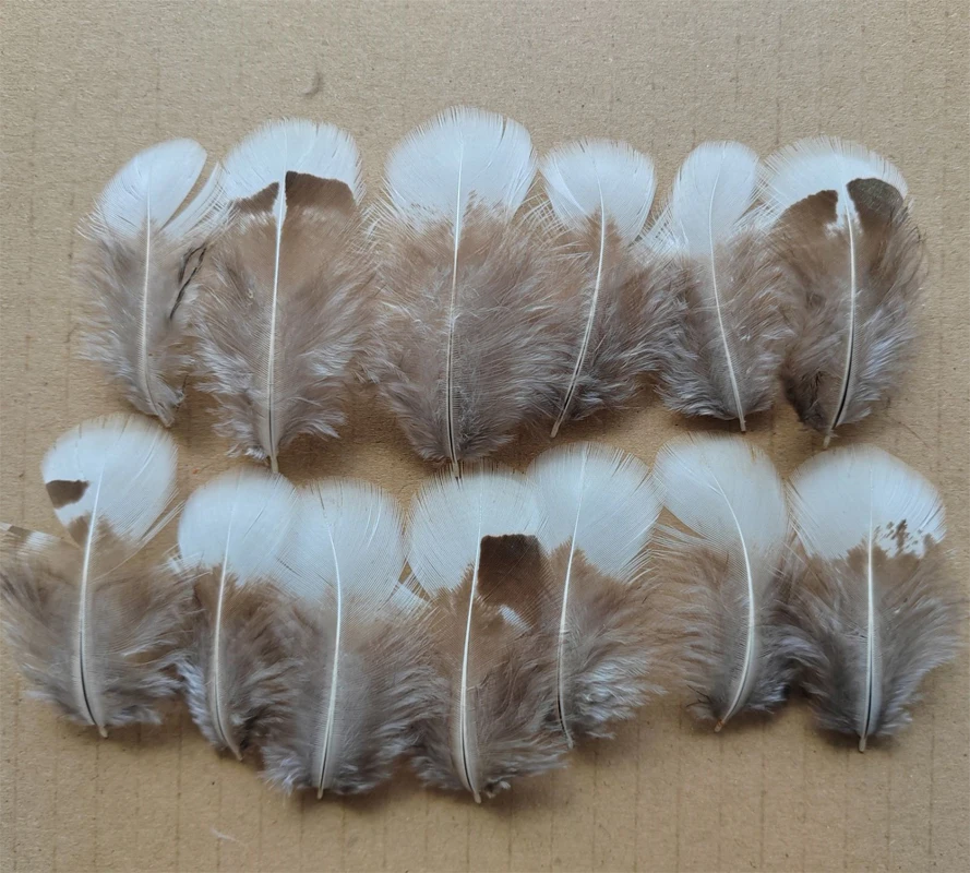 

200Pcs/Lot!4-6cm RARE White Lady Amherst natural pheasant feathers for craft/millinery