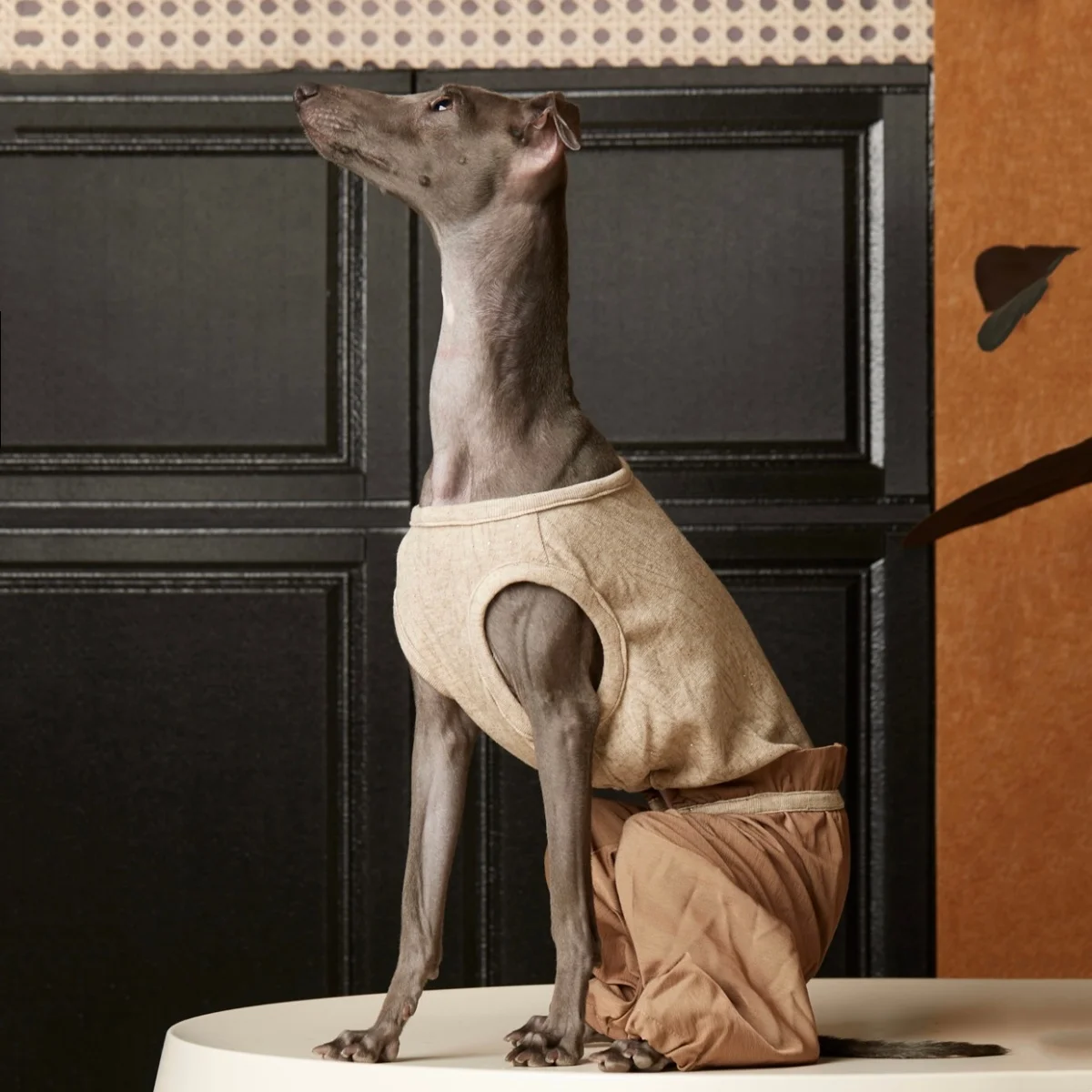 

Элегантный комбинезон для итальянских грейхаундов: весенний, с короткими рукавами, бежевый, с прямыми штанинами, эластичный, мягкий, для собак