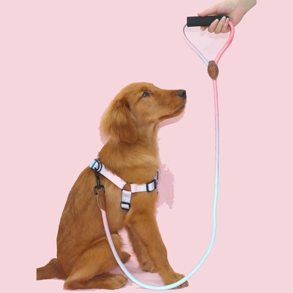 Pet dog leash, gradient color with comfortable padded handle, suitable for small and medium dogs outdoor use