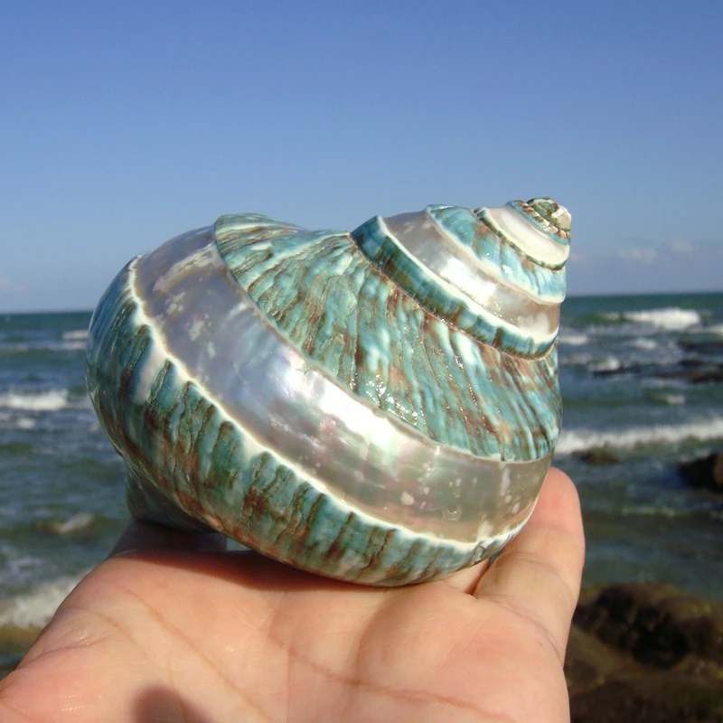 Turbo intercostalis,Conch Shell Starfish Striped Green Conch hermit, Crab Fish Tank Landscape, Birthday Gift