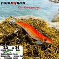 3.5 34 Orange Red