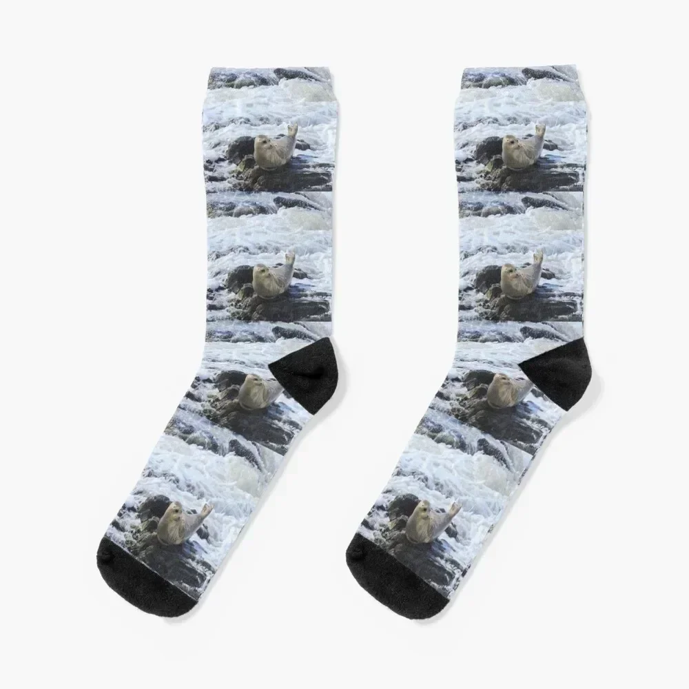 Harbor seal, marine life, wildlife, Pacific Pup Socks heated winter gifts Men Socks Women's