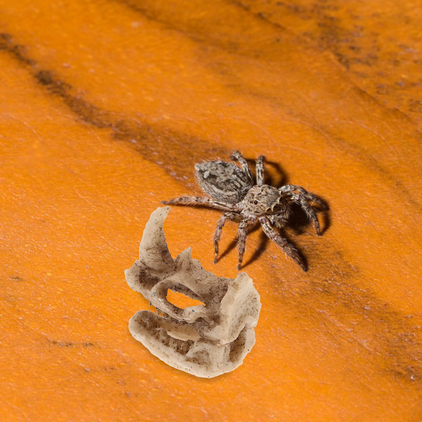 

Resin Rhino Skull Reptile Hideout Creative Shelter for Lizards Snakes Small Pets Turtle Tank Frog Terrarium Decor