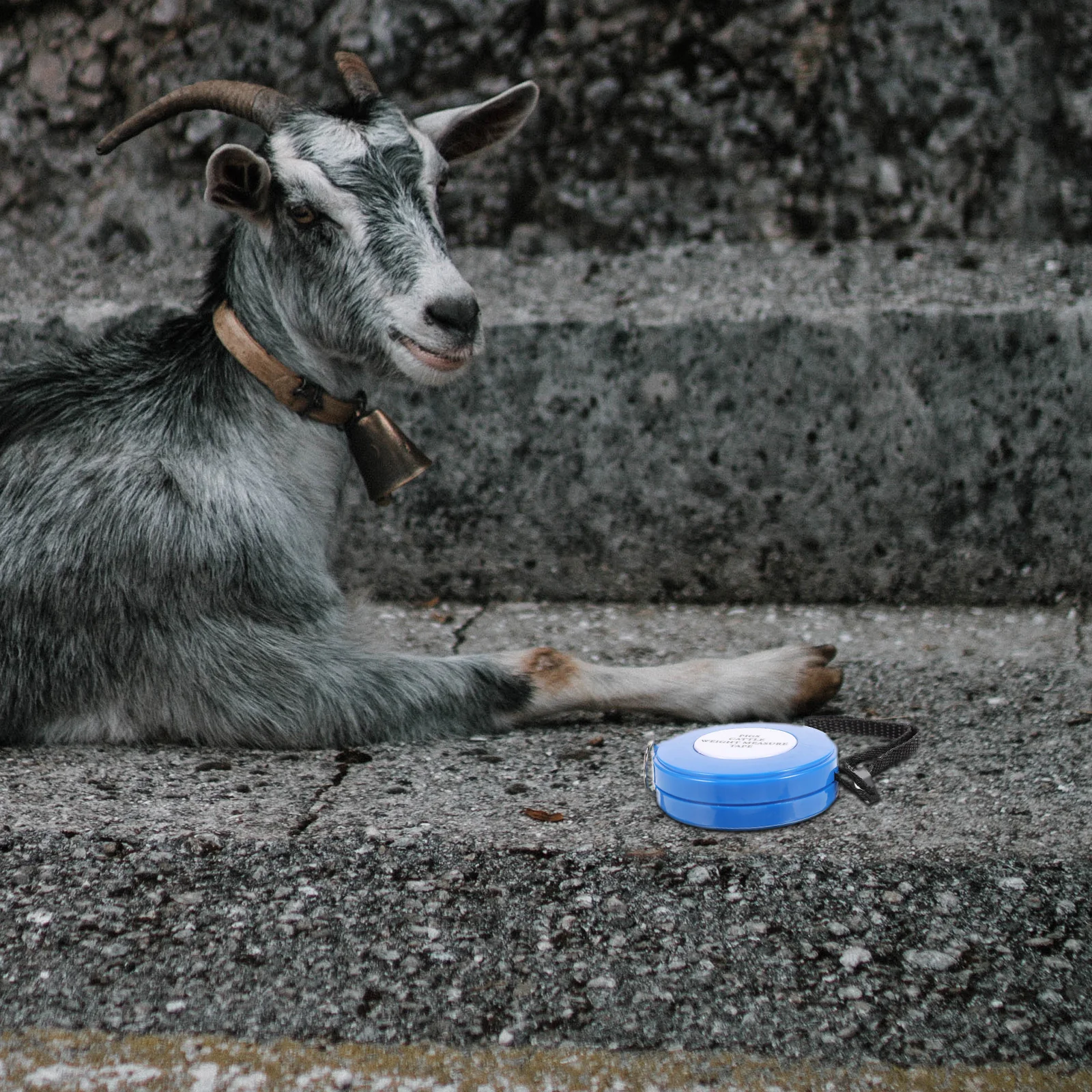 محيط الصدر اللياقة البدنية الحيوان خنزير الاكريليك الماشية شريط قياس الوزن #4