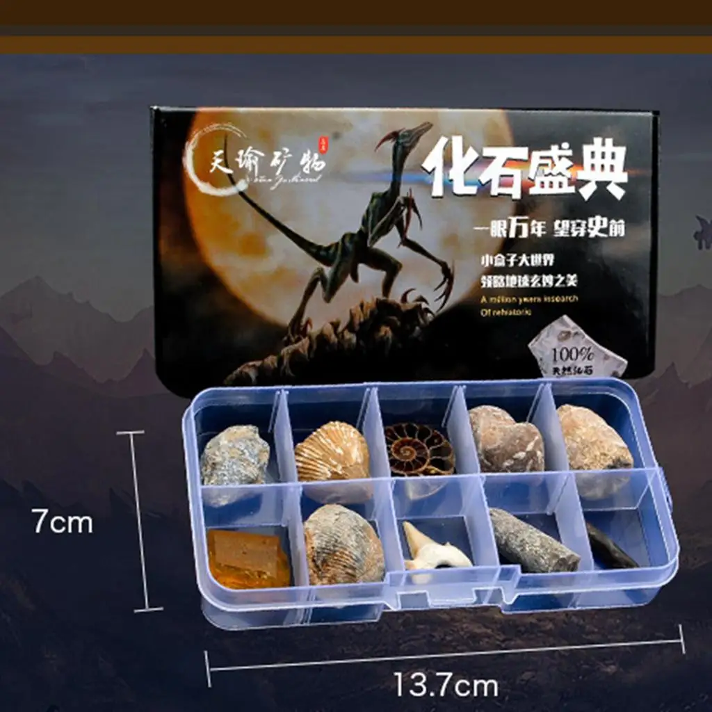 多色化石コレクションキット 教育用生物学科学標本 樹脂製学習玩具 教室や研究用