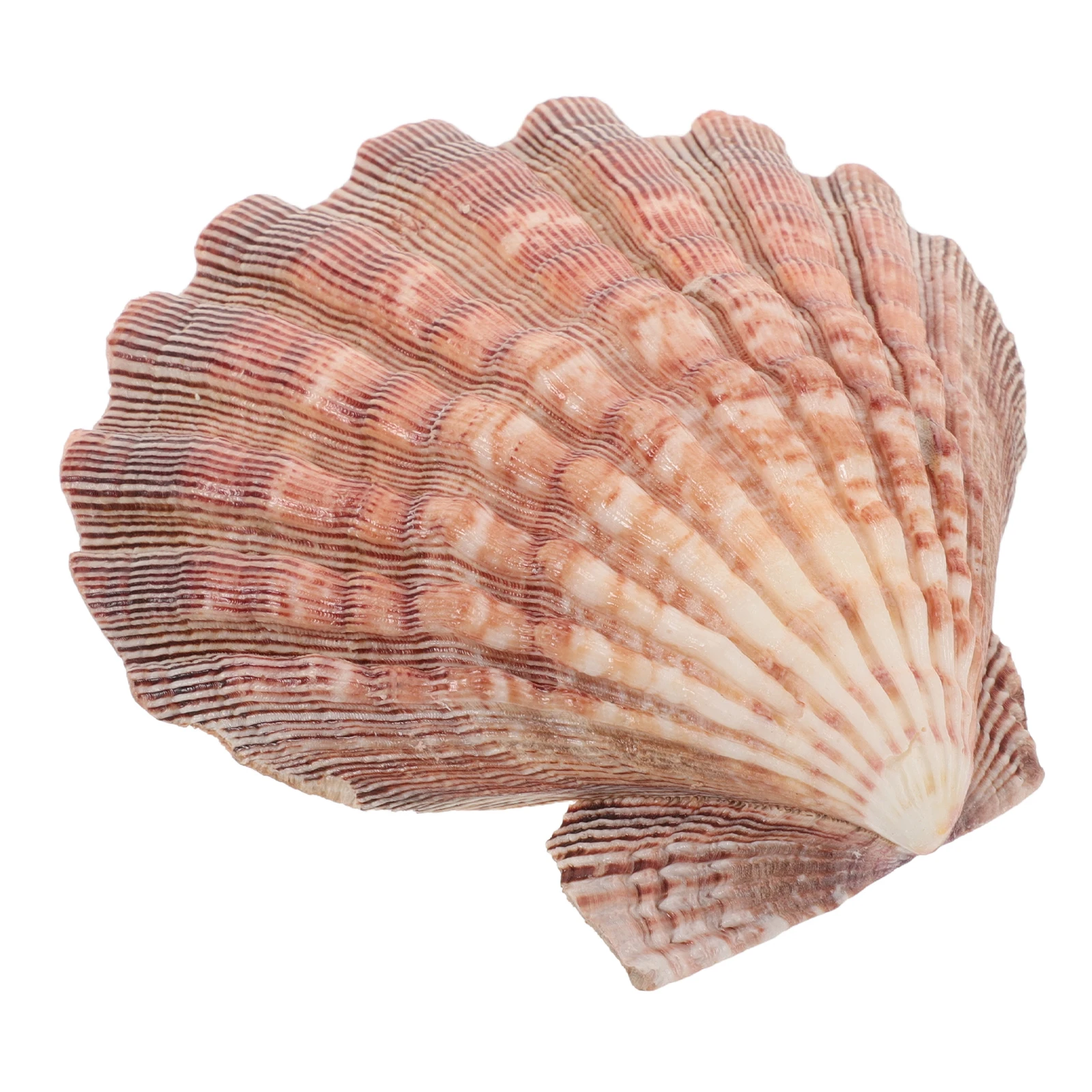 

1pcs Big White Seashell Decorations for DIY Painting Craft Wall Fish Tank Beach Sea Shell Ornaments